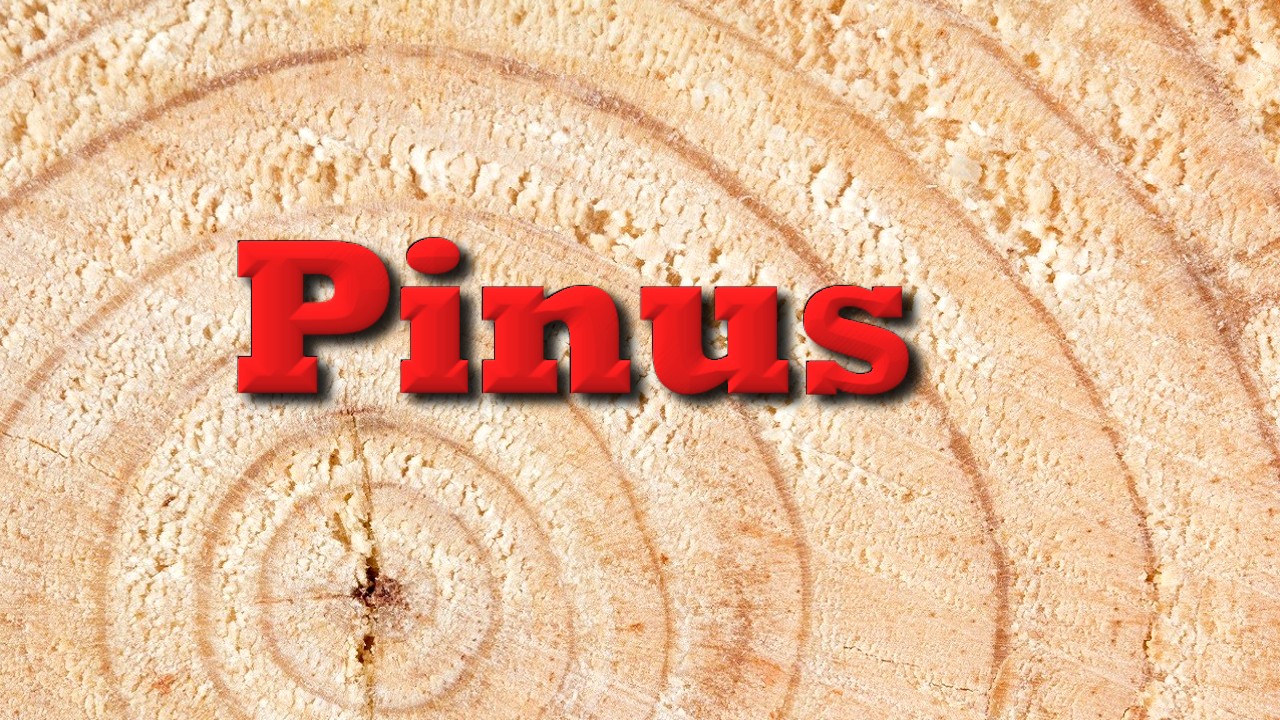 Pinus não é tudo igual