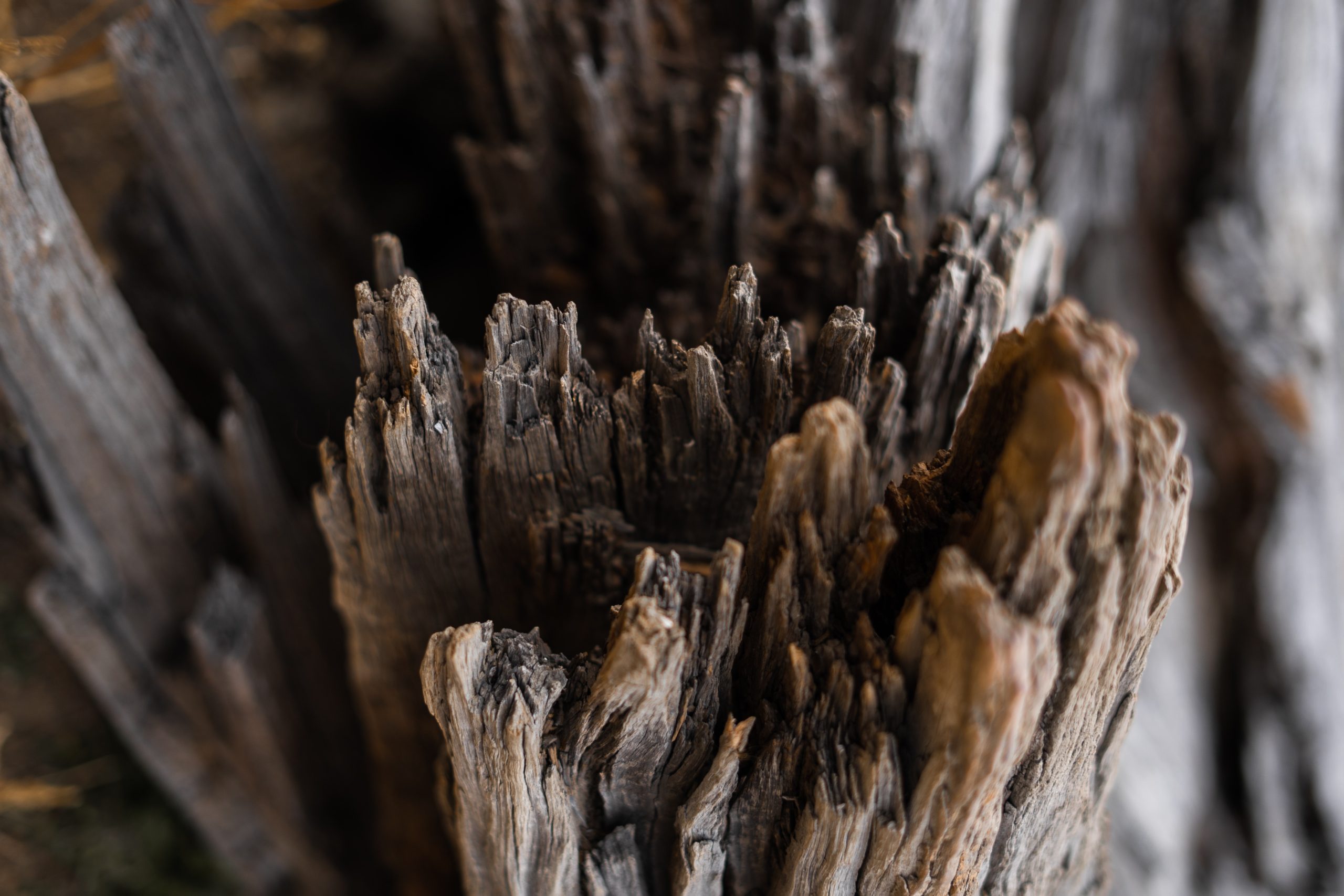 Quatro coisas que acabam com a madeira